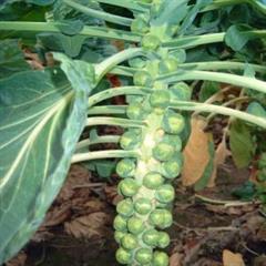 کلم تکمه ای